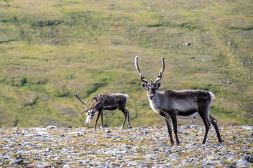 Reindeers (Rangifer tarandus) standing on grassland near the north cape in norway