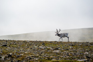 Reindeer (Rangifer tarandus) standing on grassland near the north cape in norway