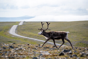 Reindeer (Rangifer tarandus) standing on grassland near the north cape in norway