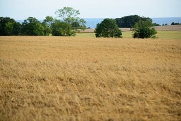 Fototapeta premium a large golden field, presumably wheat or rye, ready for harvest. A line of trees is visible beyond the field, and in the background is the blue line of the sea