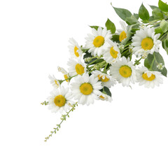 Fototapeta premium A bouquet of white daisies with yellow centers isolated on transparent background