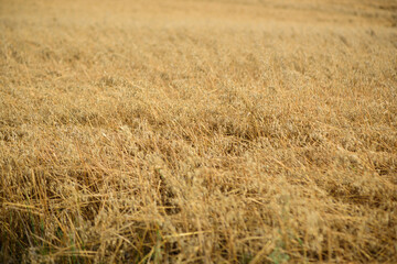 A large field of ripe grain, probably wheat or barley, golden in colour. Trees are visible to the left and in the background, and a strip of green grass to the right