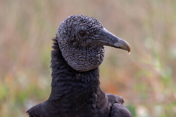 Black Vulture (Coragyps atratus) Close-Up Portrait, Costa Rica, Bird Wildlife Photography
