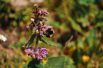 bee on a flower