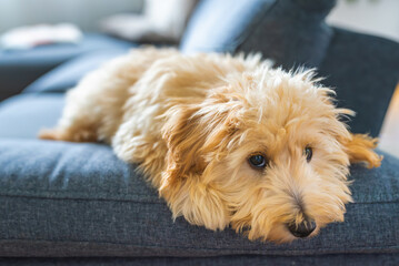 Cute Fluffy Puppy Maltipoo Relaxing on Sofa