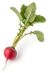 red radish isolated on white