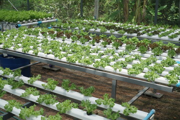 Hydroponic vegetables farm. Automated hydroponic vegetable harvest. Lettuce growing in a hydroponic farm. Close-up of a hydroponic plant system with cultivated lettuces. Healthy food ingredients.
