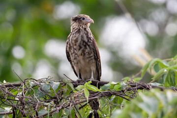 Yellow-headed Caracara (Milvago chimachima) Juvenile Perched Costa Rica, Bird Wildlife Photography