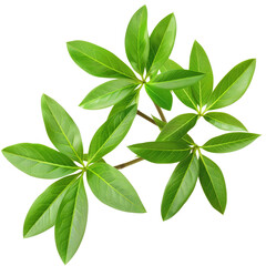 Close-up of vibrant green leaves (3)