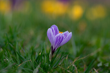 Field of flowering crocus vernus plants, group of bright colorful early spring flowers in bloom