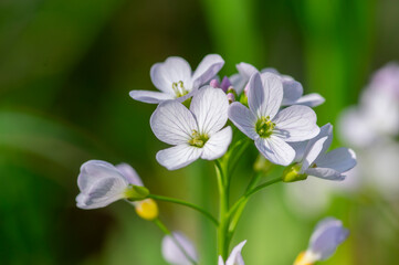 Cardamine pratensis cucko flower in bloom, group of petal flowering mayflowers on the meadow