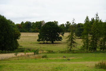 Idyllic summer scene of a pasture with oak tree and grazing cattle in Thurgarton, Nottinghamshire, England.