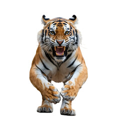 Obraz premium Aggressive bengal tiger running towards the camera isolated on transparent background