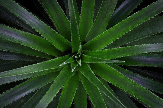Chagual. Lush green nature background with thorny leaves. Nature concept