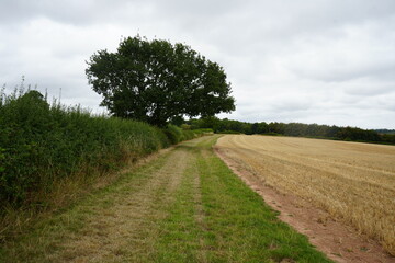 Fototapeta premium Tranquil late summer scenery with a footpath winding through farmland, oak tree and hedgerow in Thurgarton, Nottinghamshire, England