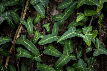 Ivy leaves of climbing plant. Lush green background. Nature Concept
