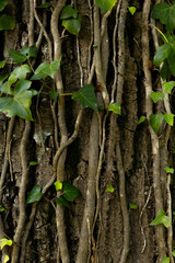 Climbing plant grows on the trunk of a tree. Nature concept