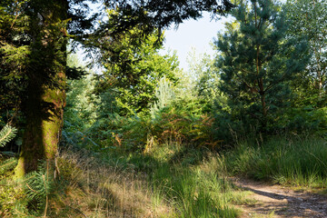 Chemin en forêt