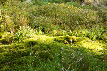 Mousse en forêt