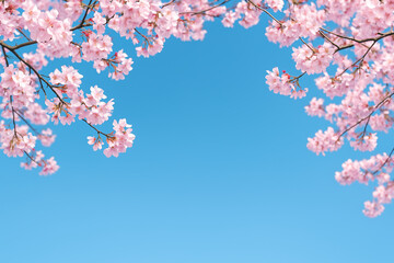 Fototapeta premium Cherry blossom branches with vibrant pink flowers against a bright clear blue sky in spring 