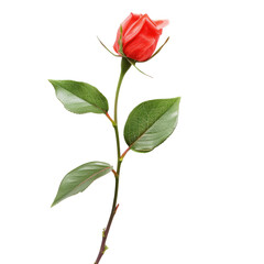Obraz premium Close-up of a vibrant red rosebud, with green leaves and stem