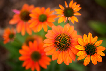 Orange flowers