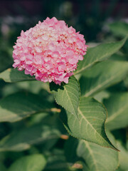 Beautiful pink hydrangea blossom surrounded by lush green leaves in a sunny garden setting