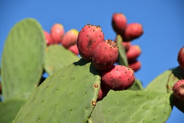 prickly pear cactus