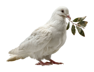Dove holding olive branch peaceful animal isolated on transparent background