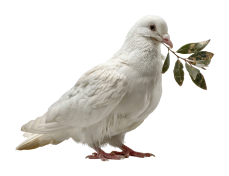 Dove holding olive branch peaceful animal isolated on transparent background