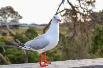 The BIG seagull on wood walkway in nature garden