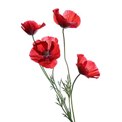 Fototapeta premium Vibrant red poppy flowers, stems with delicate green leaves, black background