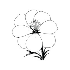 Amaryllis flower coloring page for adults