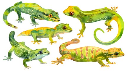 Obraz premium Colorful set of gecko with many colors, watercolor illustration on a white background in a realistic style. Template. Hand drawing. Close-up. Clip art