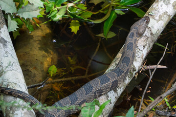 Cottonmouth snake Water Moccasin