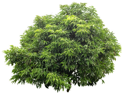 Lychee tree isolated on white background