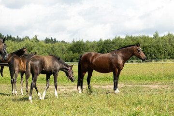 Obraz premium A group of horses grazing in a green field. 