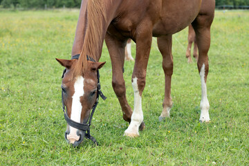 Obraz premium A brown horse grazes on green grass in a field. 