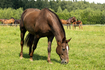 Fototapeta premium A brown horse grazes in a green field. 
