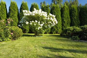 A lush garden scene with a large white flowering bush surrounded by green grass 
