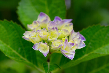 Green, blue and yellow Hydrangeas macrophylla close up. Floral wallpaper