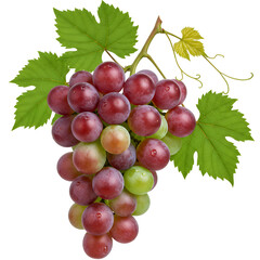 Fototapeta premium Purple grapes bunch hanging fresh fruit for wine making