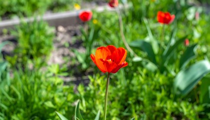 Obraz premium Red tulip in garden