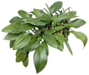 Plantain Lily foliage isolated PNG