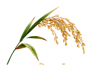 Curved Paddy Stalk with Drooping Golden Grains Isolated on Transparent Background PNG