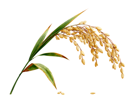 Curved Paddy Stalk with Drooping Golden Grains Isolated on Transparent Background PNG