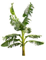 Obraz premium Isolated banana tree on transparent background