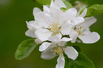 White plum flowers on a branch in the garden, Macro, spring background