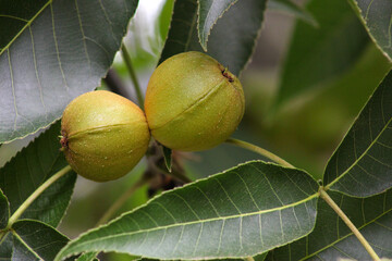 Pignut Hickory Pair 07
