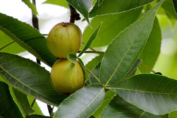 Pignut Hickory Pair 10